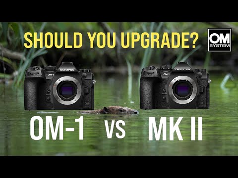 OM System OM-1 mk ii - Wildlife Photography Review