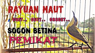 Download lagu SOGON BETINA CUIT CUIT GACOR MEMANGGIL JANTAN AMPUH UNTUK PANCINGAN SOGON AGAR EMOSI mp3