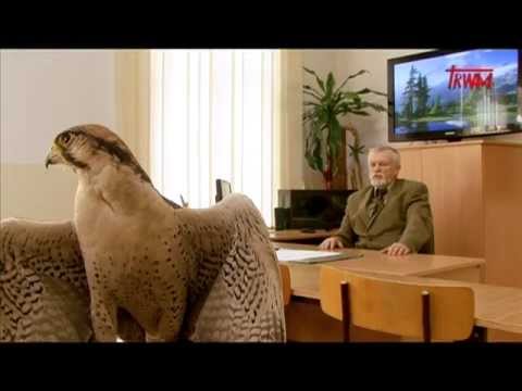 Sokolnictwo - Odcinek 2\1 - Na Tropie - Program myśliwski Tv Trwam