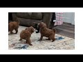Irish Doodle dogs for sale: Galway - Mini - Video 1