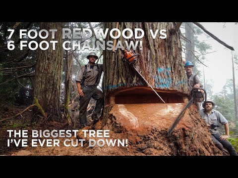 The Biggest Tree I've Ever Cut! Felling a 7ft Diameter Redwood Tree in California!