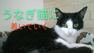 うなぎ猫に着いていく！