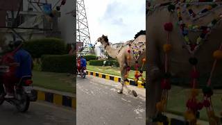Download lagu Mashallah Qurbani Allah pak kabool farmay❤️ #ytshorts  #mashallah  #mashallah_ماشاءالله  #tiktok mp3