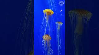 Japanese Sea Nettles (Jelly Fish) Georgia Aquarium #georgiaaquarium #jellyfish