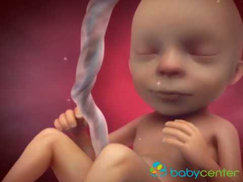 Inside Pregnancy: Weeks 15-20 - BabyCenter.com