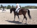 Young Dressage Ladies Horse For Sale – Owner Motivated