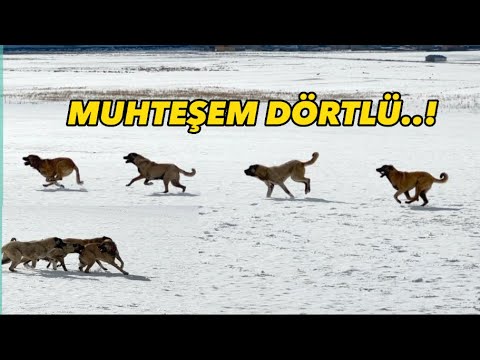 I TOOK DUMAN AND HIS TEAM AND WENT TO THE STREAM. HE TOOK THE DUNGARY DOGS AND WENT TO THE PIGS' ...