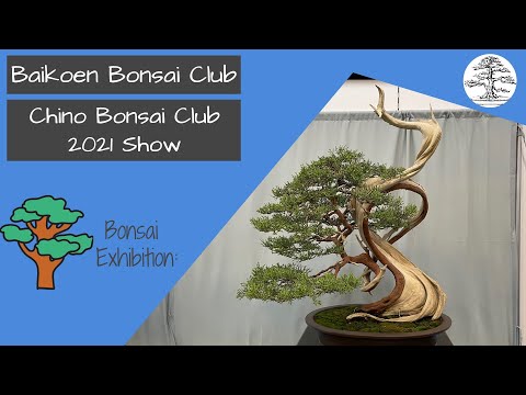 Chino Bonsai Club 2021 Show (Westminster Mall) - Baikoen Bonsai Club - Safer @ Home Bonsai Series
