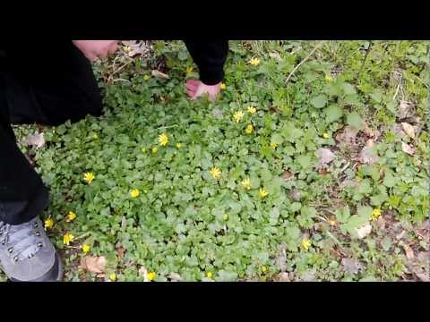 Lecker Scharbockskraut