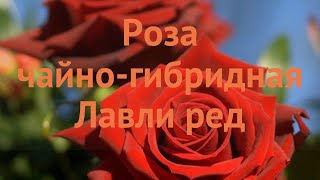 Роза Лавли Ред Lovely Red чайно гибридные