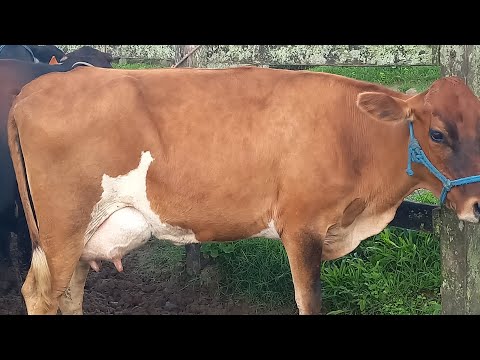 Feira das Vacas Leiteiras Capoeiras Pe.30/04/26