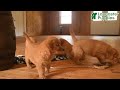 Golden Retriever dogs for sale: Velvet  - Video 1
