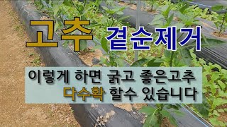 고추 곁순제거 이렇게 하면 굵고 좋은 고추 다수확 할 수 있습니다. #고추 곁순제거 시기 # 고추 곁순제거 …