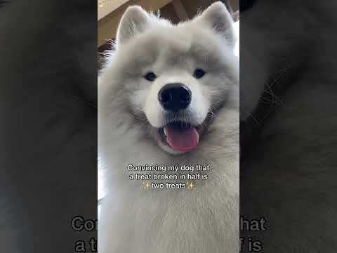 Yes it is! #dog #samoyed #funny