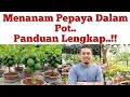 cara menanam pepaya dalam pot, cara memupuk pepaya, cara menanam pepaya pendek dan berbuah lebat,