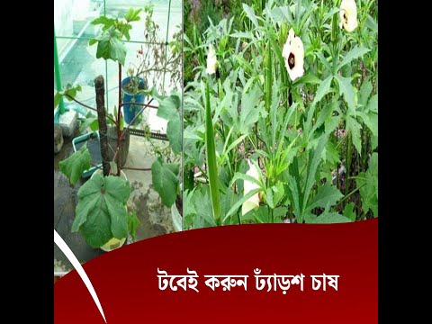 টবেই করুন ঢ্যাঁড়শ চাষ