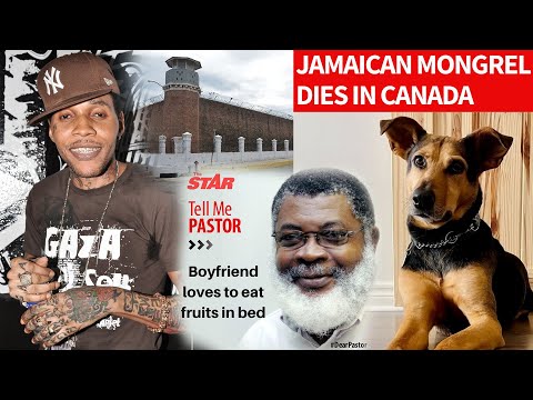 STAR CAP Mongrel dies in Canada Vybz Kartel sick Michael Bolton and Angelina Jolie in Jamaica