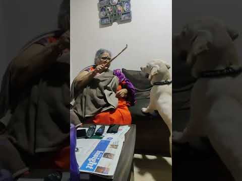 When Pets Meet Indian Grandparents