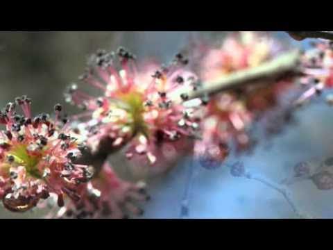 Ulme Wissen für Gärtner