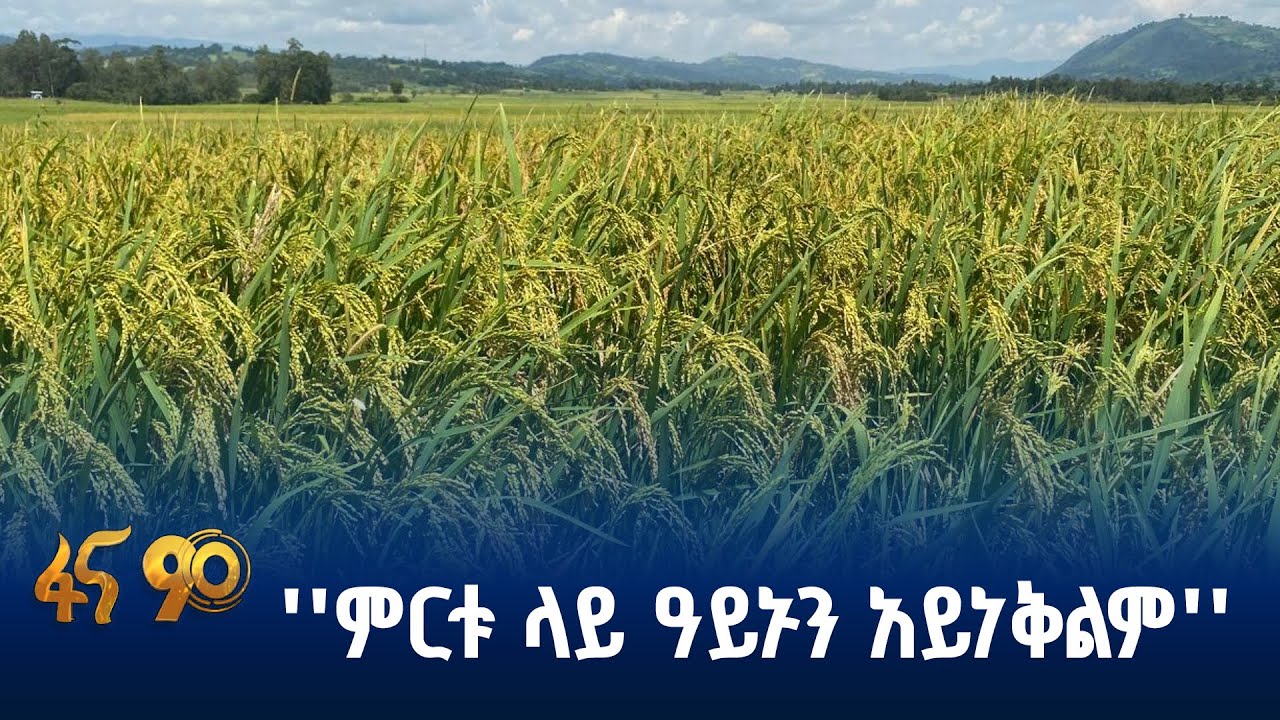 የሩዝ ምርት ኢኮኖሚያዊ ጠቀሜታ