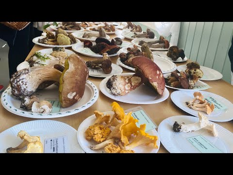 Sopptur. Soppens dag i Arboretet Bergen. Lær om sopp..