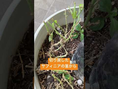 園芸 サフィニア、ぶら下がっているペチュニア