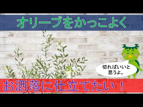 オリーブの木の根元に何を置く？あなたのための 3 つの庭のインスピレーション!  庭園