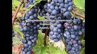 Galerie Fotoserie Oktober Weinberge 2023 Hackenheim Rheinhessen