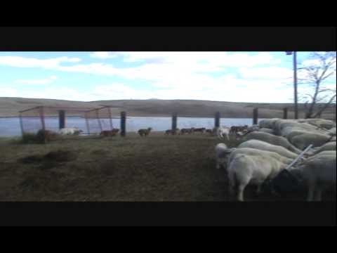 Just for fun ... The Lamb Gang