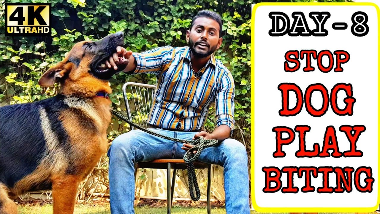 Quickest Way To Stop Puppy / Dog Play Biting  | German Shepherd Play Biting Problem (Hindi)