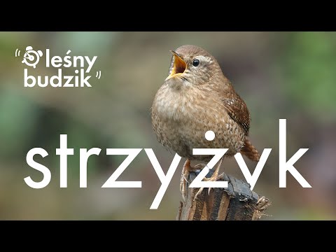 Leśny budzik - Strzyżyk