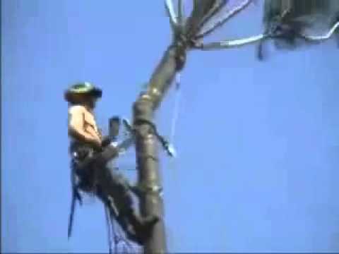 El peor leñador del mundo! (Corta el árbol en el que esta parado y cae!)