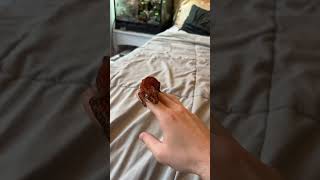 Download lagu Handling your new gecko tips mp3 Download lagu Handling your new gecko tips mp3