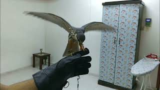 Eurasian Hobby indoor training..