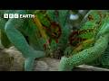 Madagascar S Most Amazing Wildlife BBC Earth