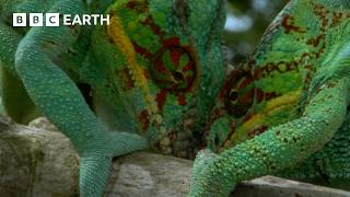 Madagascar's Most Amazing Wildlife | BBC Earth
