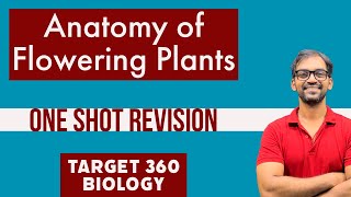 Anatomy of Flowering Plants Class 11 | Target 360 Biology