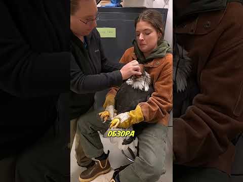 Зачем древние охотники зашивали глаза соколам? 🦅👁️