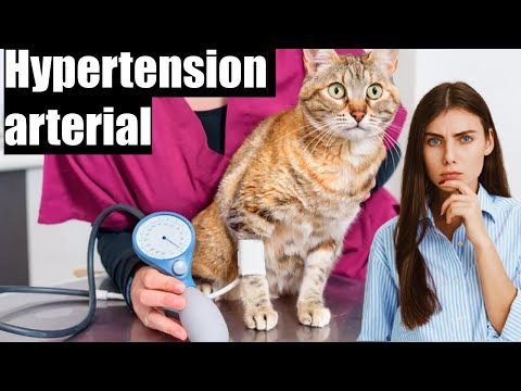 High blood pressure in CATS