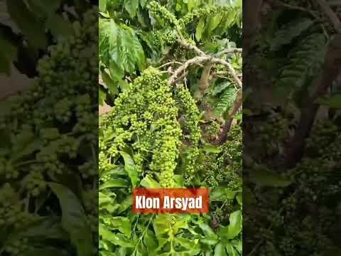 Kopi berbuah