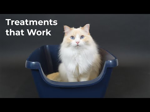 How to Stop Chronic Diarrhea in Cats (Save Money at the Vet) | The Cat Butler