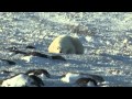 Churchill Polar Bear Safari 