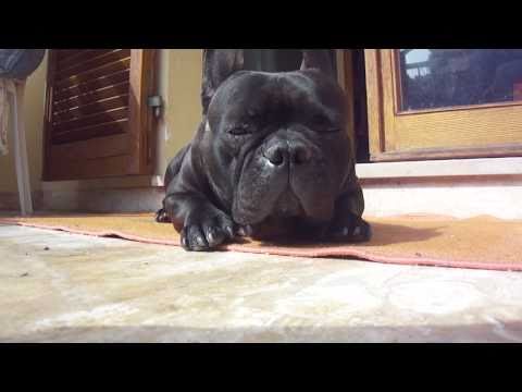 99 -One minute of videoart every day - Sonny dorme