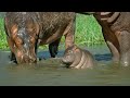 Mother Hippo Fights To Protect Her Calf Natural World BBC Earth