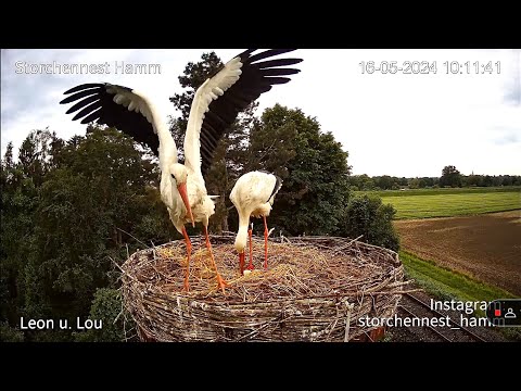 Livestream von Storchennest Hamm