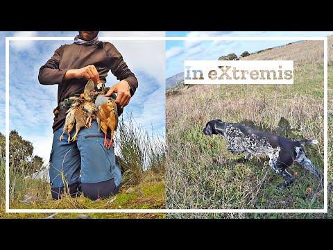 Cazando Perdices y Gamusinos💥¡𝑬𝒍 𝒑𝒍𝒂𝒏 𝒎𝒂𝒆𝒔𝒕𝒓𝒐!💥