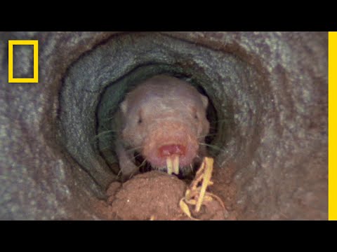 ハダカデバネズミは民間の方言を「話す」