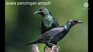 Download lagu Suara pikat burung cucak keling mp3