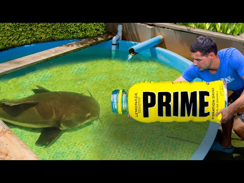 The Ultimate Prime Fish Trap Experiment