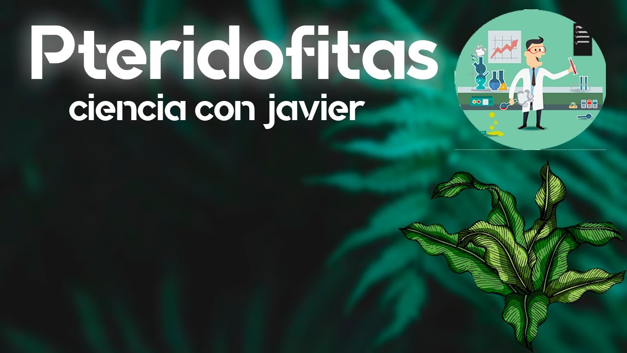 PTERIDOFITAS